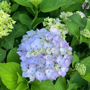 Meet your Posher, Rhonda